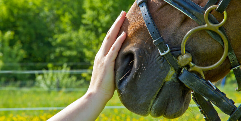Horses are Proven to Reduce Symptoms of Mental Illness 